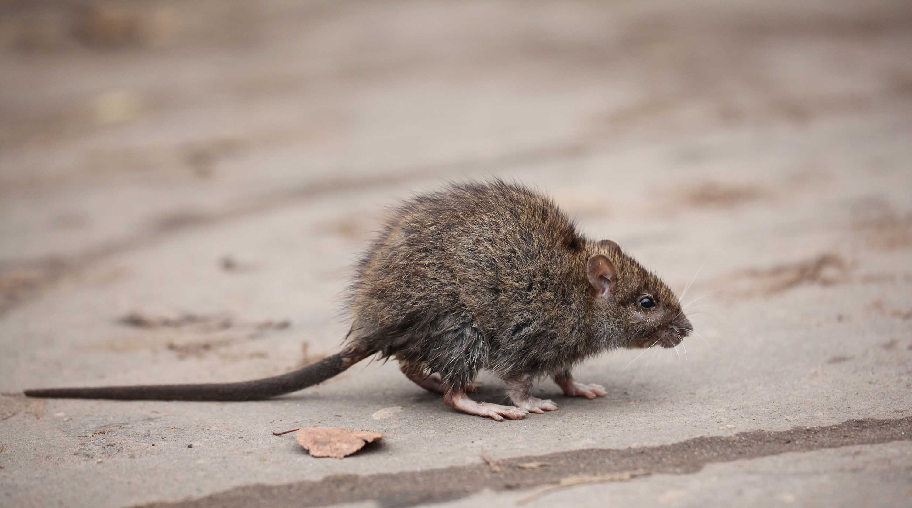 Rats are infecting humans with hepatitis, and nobody knows how | CNN