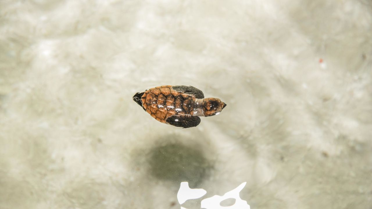 A baby sea turtle hatched at Emerald Madives Resort and Spa on February 26.