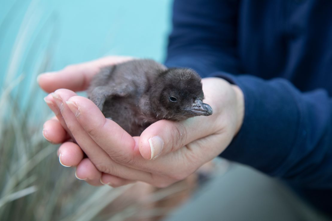 A blue penguin chick hatched on February 20 at the Bronx Zoo. 