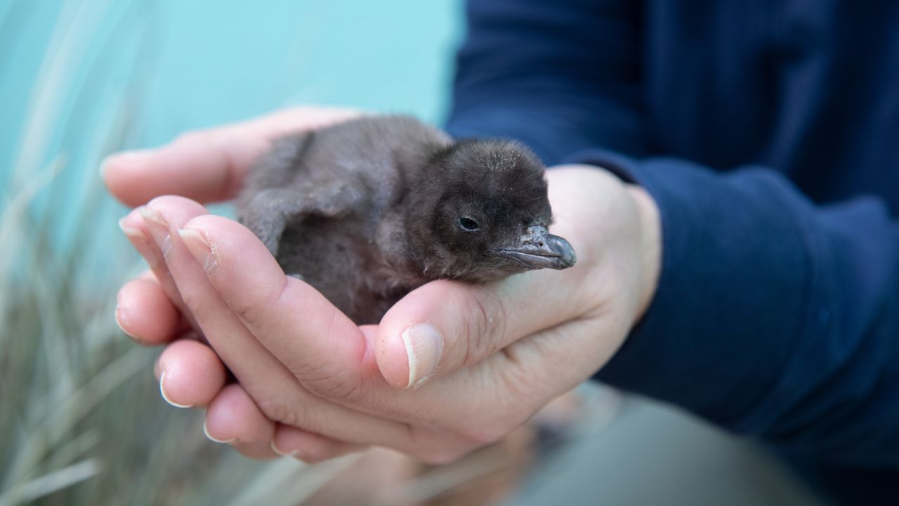 baby animals bronx penguin