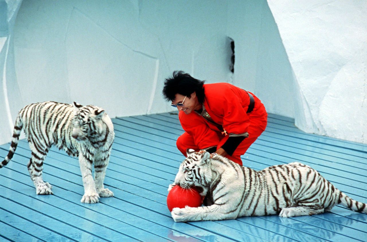 Horn plays with white tigers during a show in Bruehl, Germany, in 1987.<br />
