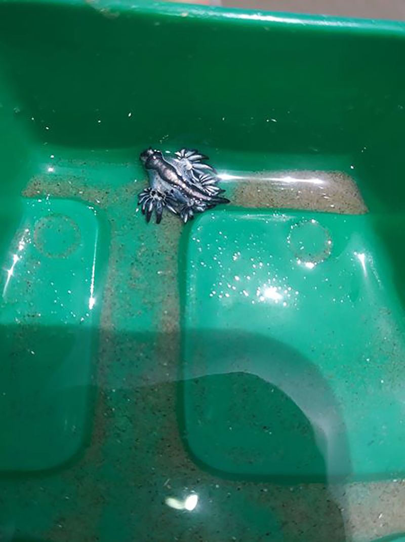 Blue dragons are washing up on the Padre Island National Seashore | CNN