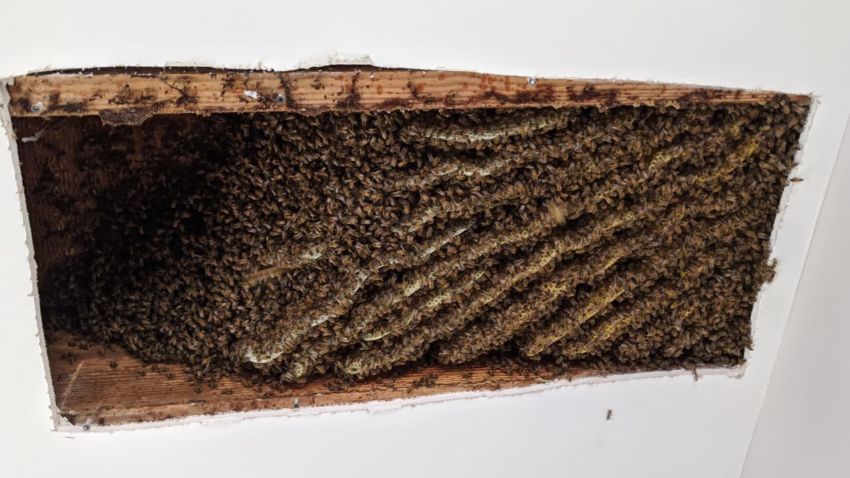 Georgia man finds bees in home
