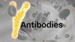 antibody immunity coronavirus orig_00000514.jpg