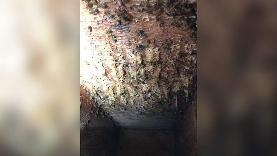 08 honey beehive removal