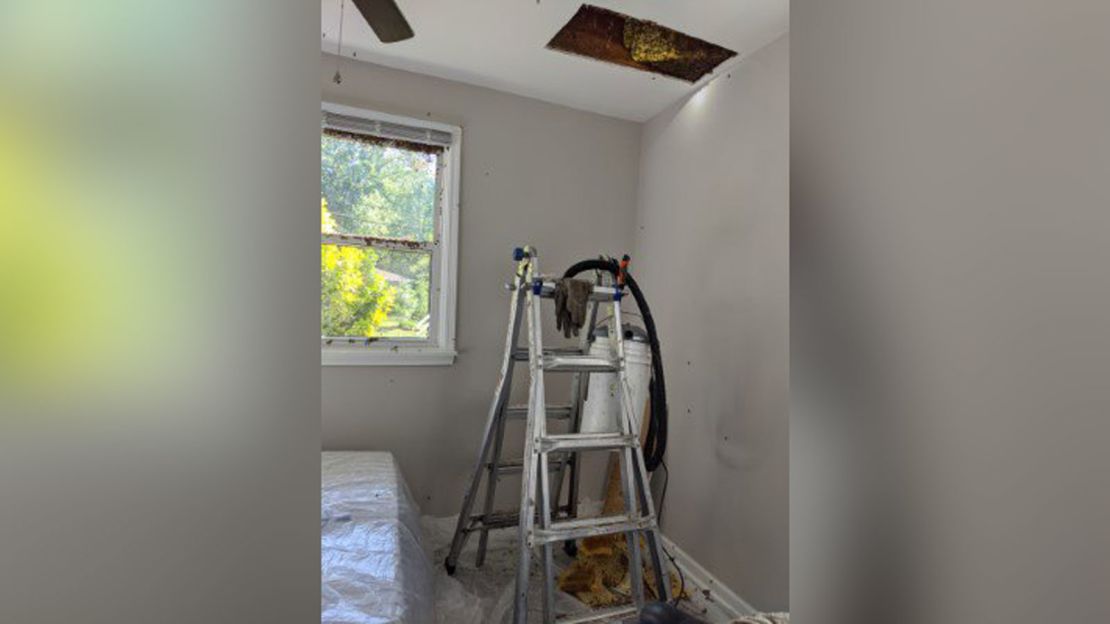 06 honey beehive removal
