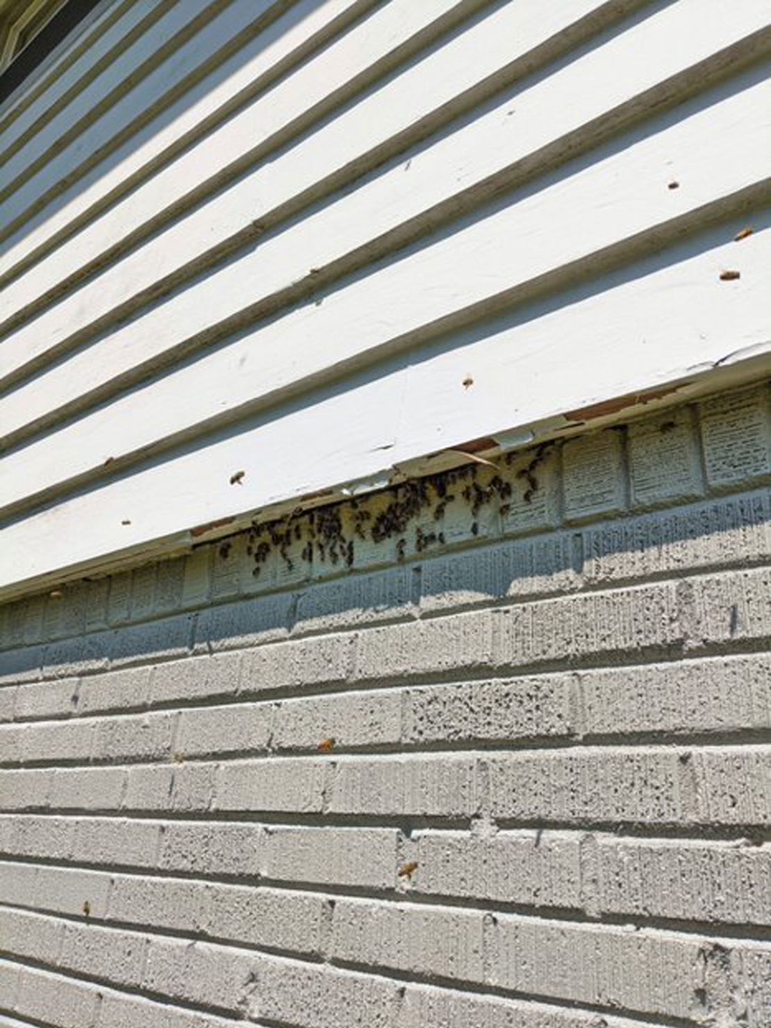 04 honey beehive removal