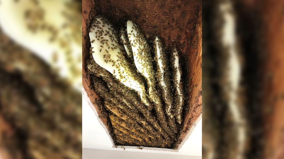 01 honey beehive removal