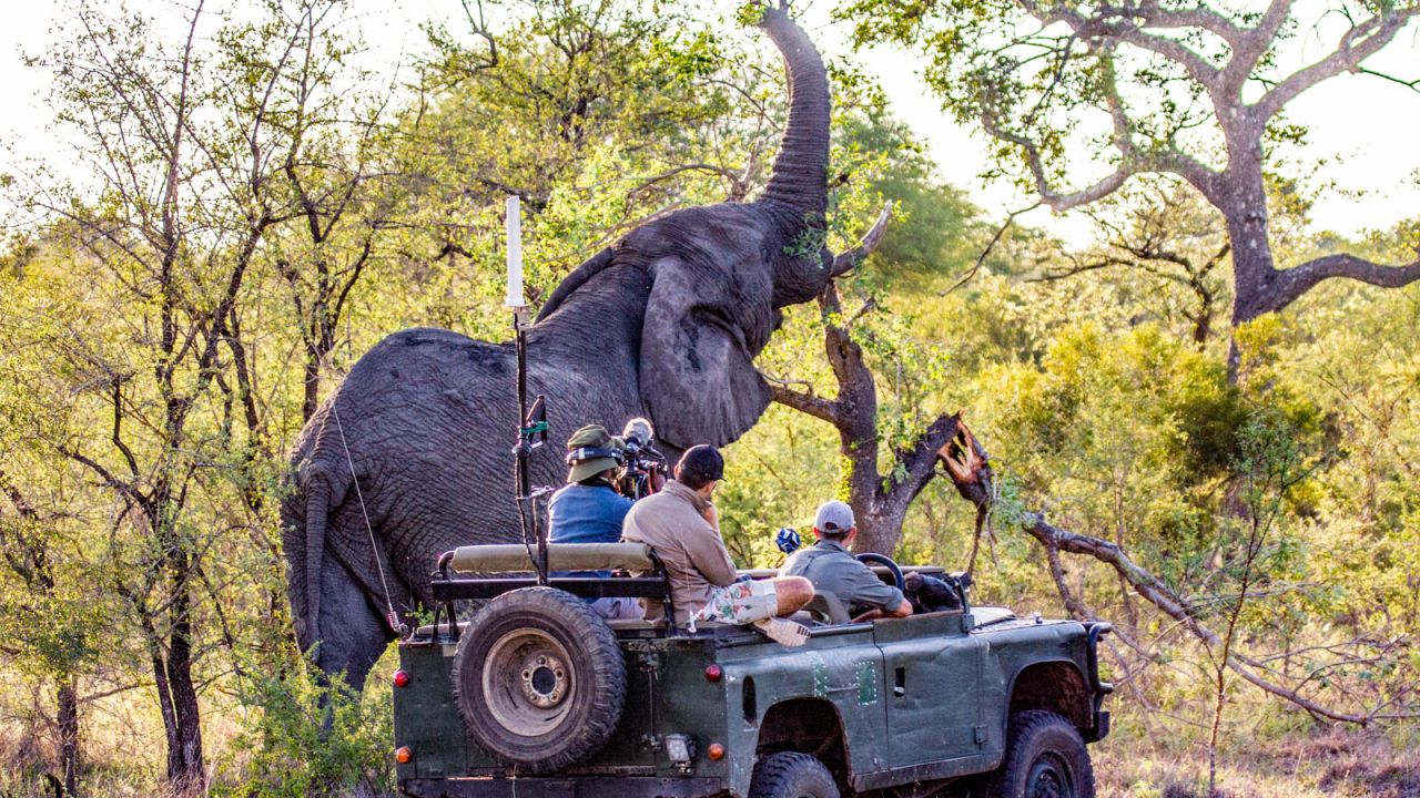 Safari companies are considering offering pay-to-view virtual tours.