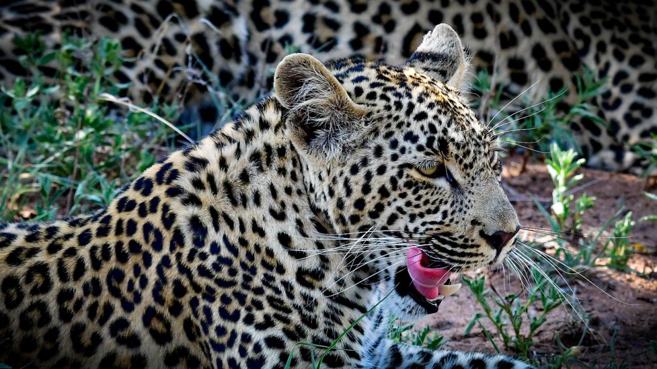 Leopards, lions, elephants and wild dogs are among the animals populating the game reserves.