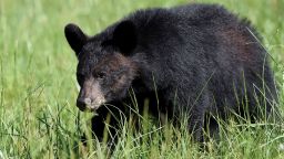 A 72-year-old man and his dog are recovering after being attacked by a black bear in Oregon on Sunday. Pictured here: A black bear walking through a field in Cades Cove in Tennessee. This isn't the bear that attacked the man.