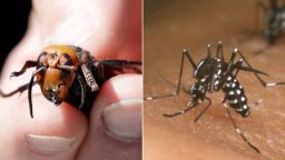 murder hornet mosquito split 