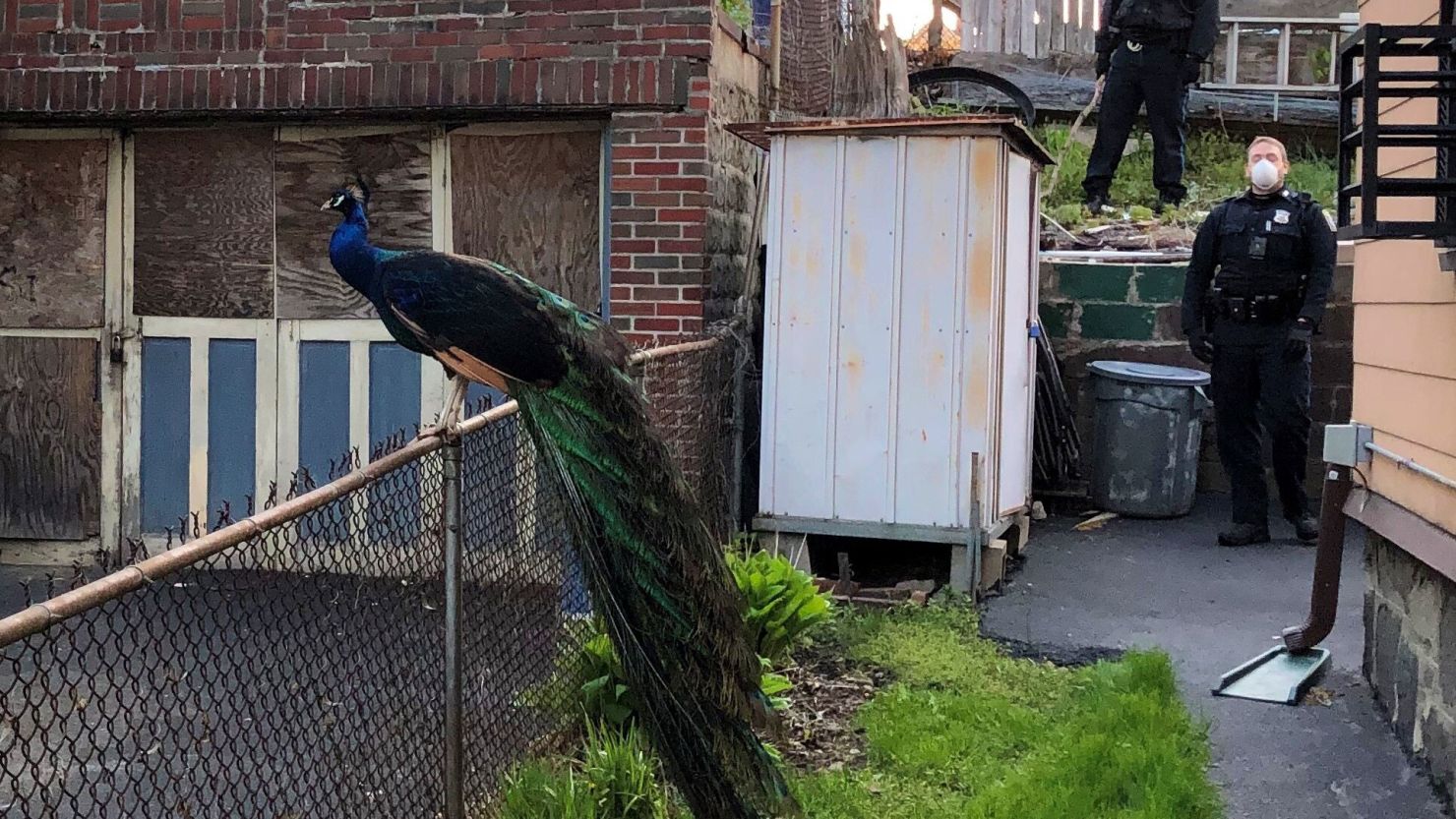 File:Ghi, pettingzoo (escaped peacock - not school pecock!).jpg