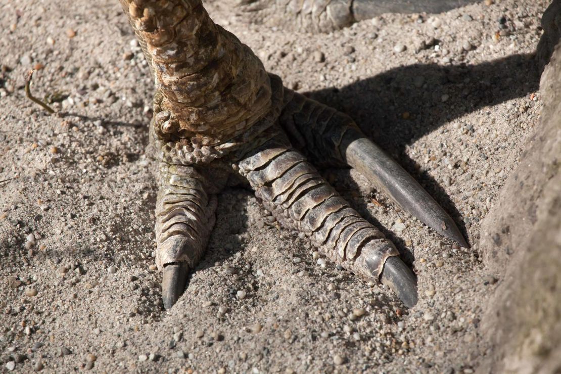 The foot of the southern cassowary (Casuarius casuarius), also known as the double-wattled cassowary, is shown.