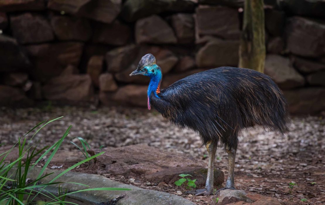 There are three species of cassowary, and they are native to parts of northern Queensland, Australia, and New Guinea. 