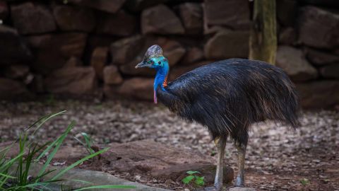 The cassowary's glossy feathers are unlike those of other iridescent birds.