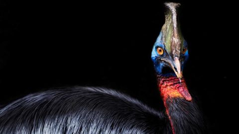 A cassowary can be aggressive, but it "imprints" easily -- it becomes attached to the first thing it sees after hatching. This means it's easy to maintain and raise up to adult size. 