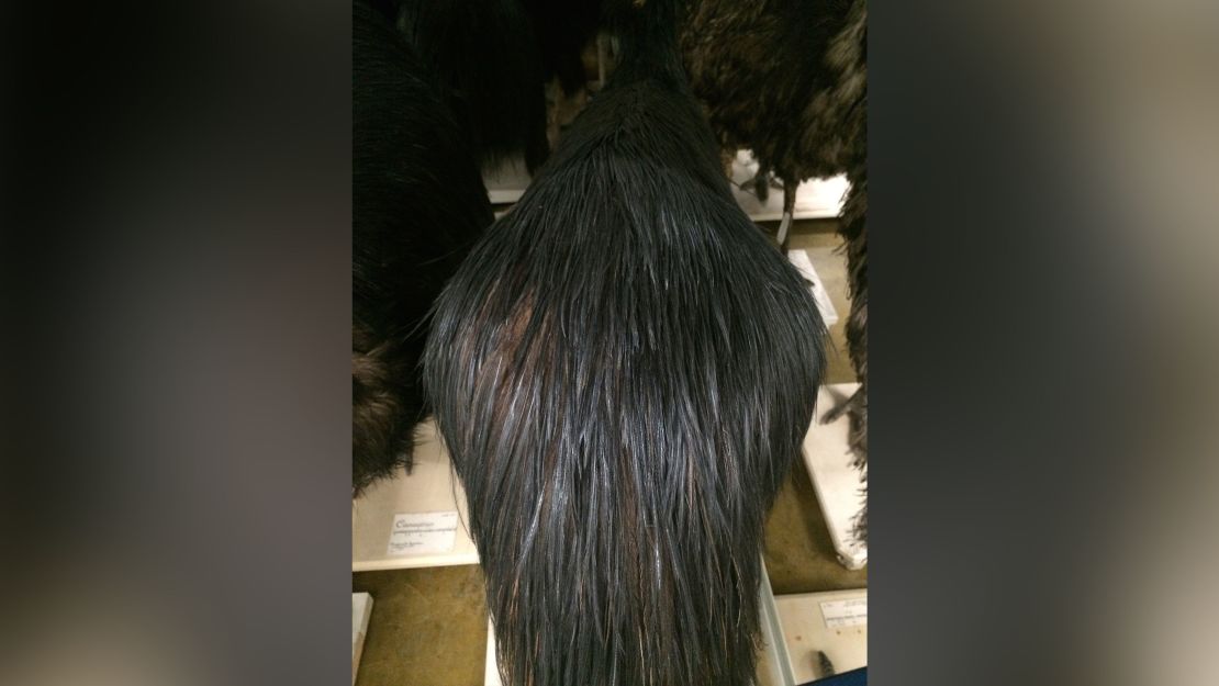 This northern cassowary at the Naturalis Biodiversity Center in the Netherlands shows off its glossy plumage.