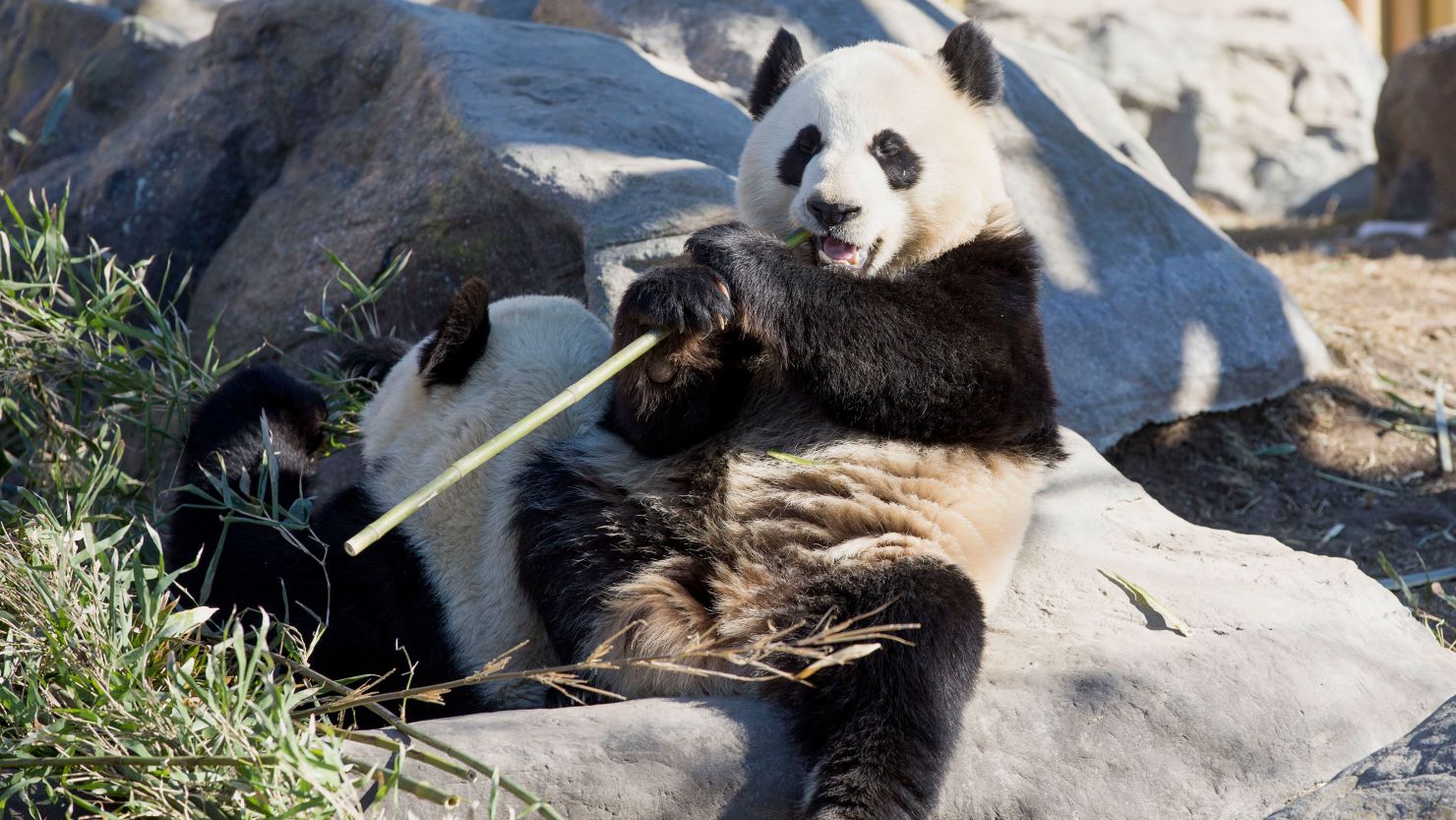 How has China's panda diplomacy evolved and where are its stars