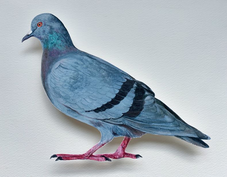 "Pigeon," by Sara Joseph.