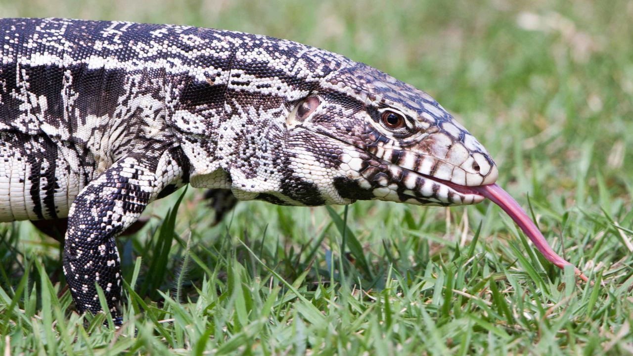 Officials are working to eradicate a wild population of Argentine black and white tegus in Toombs and Tattnall counties in southeast Georgia.