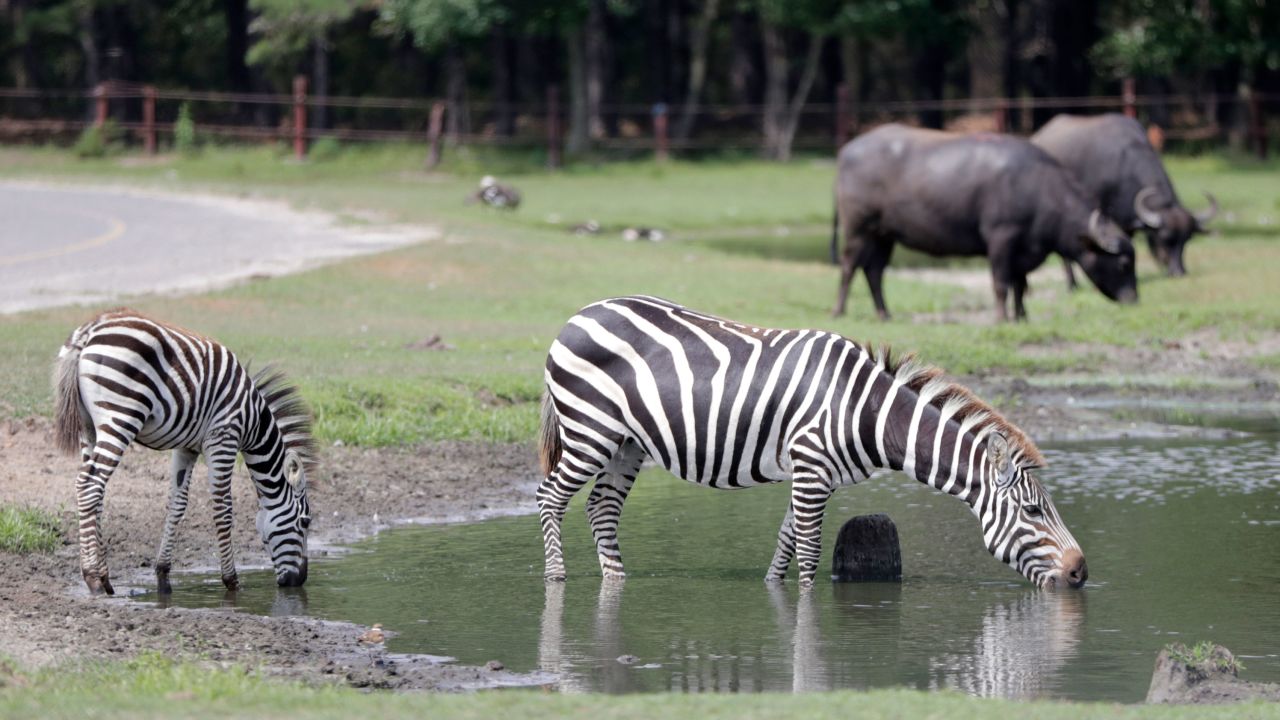 Two zebras drink from a pond with Asian water buffaloes seen in the distance at Six Flags Great Adventure's safari attraction on July 17, 2018.