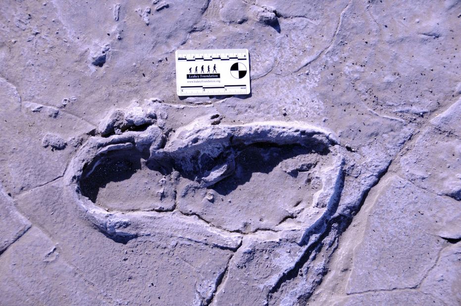 This is one of the 408 human footprints preserved at the Engare Sero site in Tanzania. The fossilized footprints reveal a group of 17 people that traveled together, likely including 14 women, two men and one juvenile male.