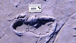 One of the 408 human footprints preserved at Engare Sero, Tanzania.