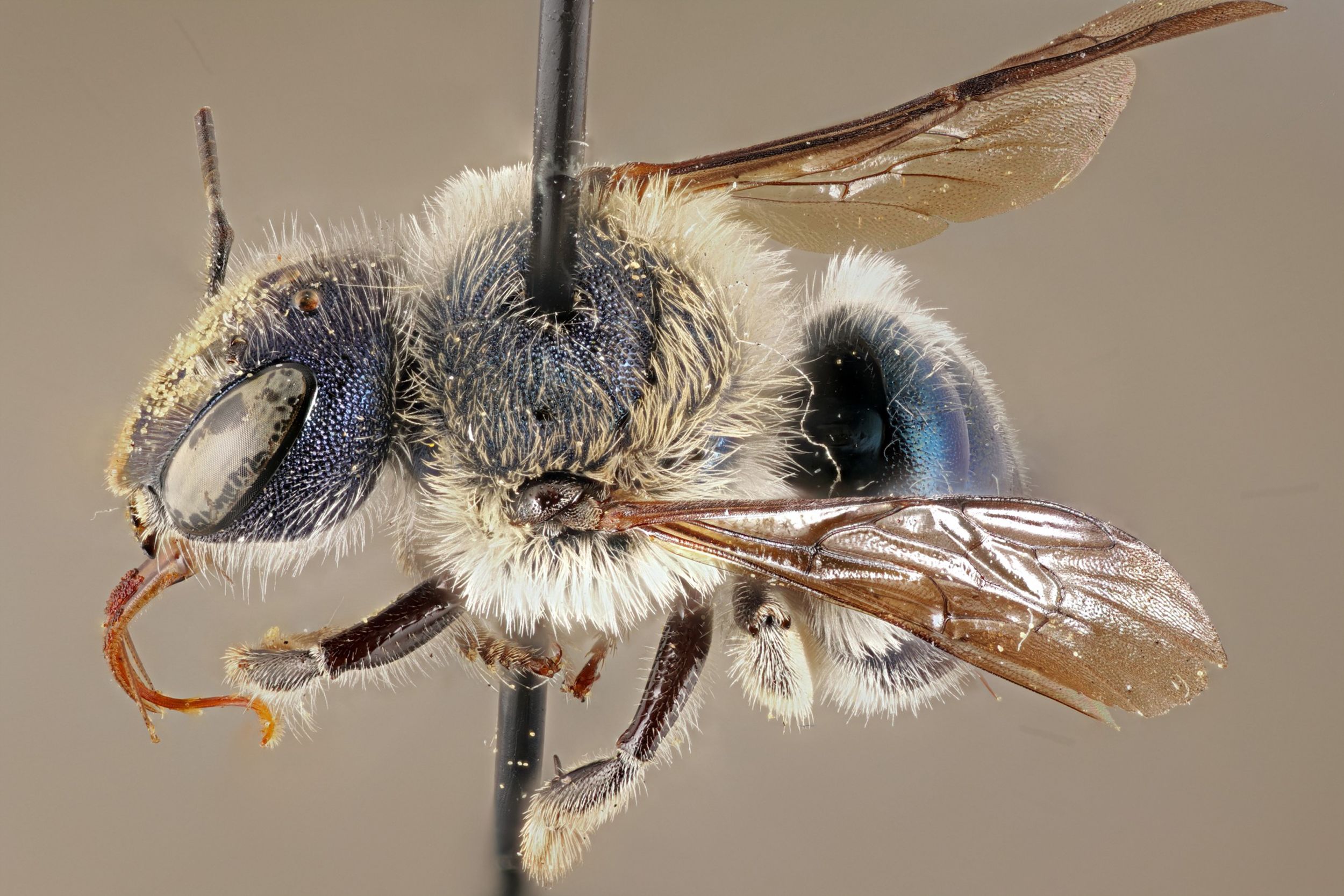 The World's Largest Bee Is Not Extinct - The New York Times
