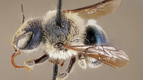 This blue calamintha bee specimen was collected in 2002 in Placid Lakes and is one of five specimens at the Florida State Collection of Arthropods in Gainesville.