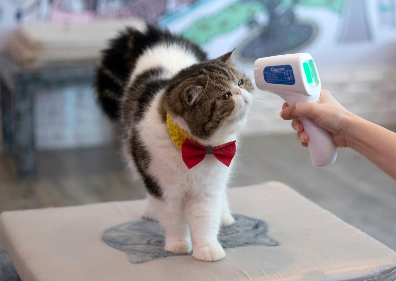 Arisa Limpanawongsanon, owner of the Caturday Cat Cafe in Bangkok, Thailand, checks a cat's temperature on Friday, May 8. The cat cafe reopened as the city began to relax its coronavirus restrictions.