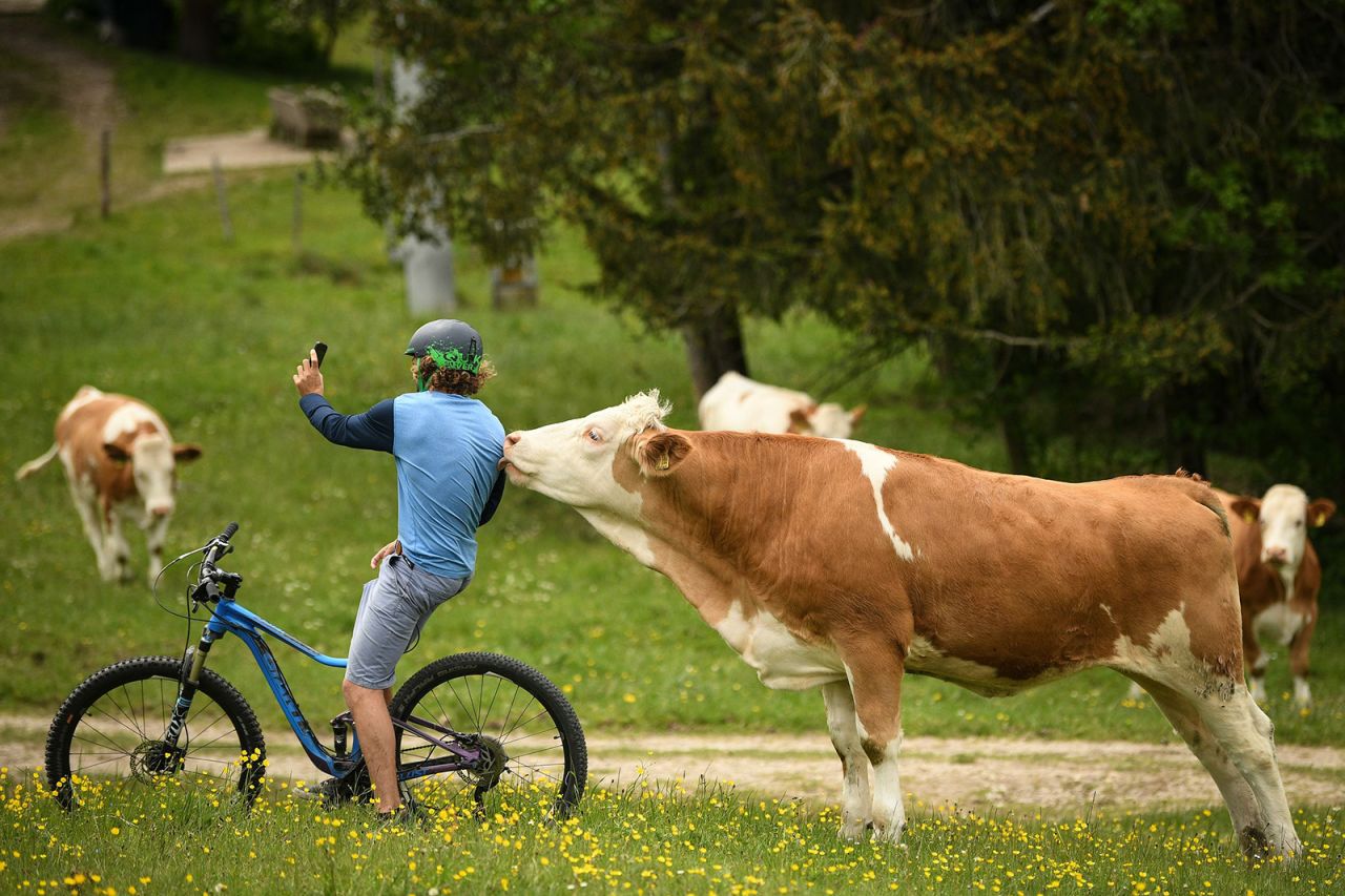 A cow takes an interest in a mountain biker taking a selfie in Samerberg, Germany, on Monday, May 11.