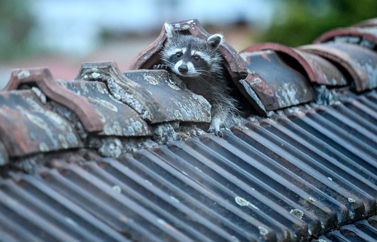 A raccoon crawls out of its hiding place on a roof in Berlin on Tuesday, May 12.