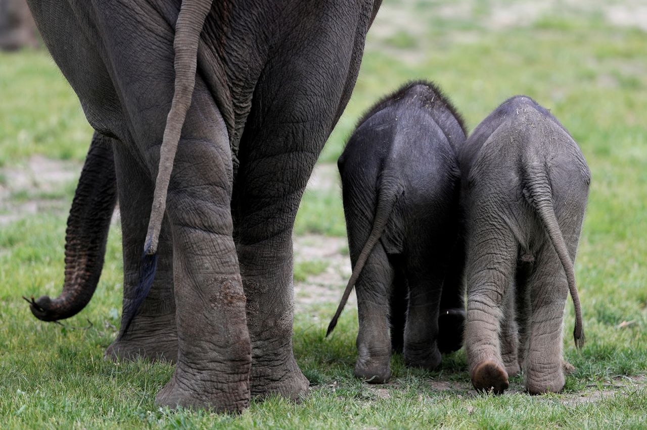 A newborn Asian elephant, right, walks next to her sister at the Prague Zoo in Prague, Czech Republic, on Wednesday, May 13.