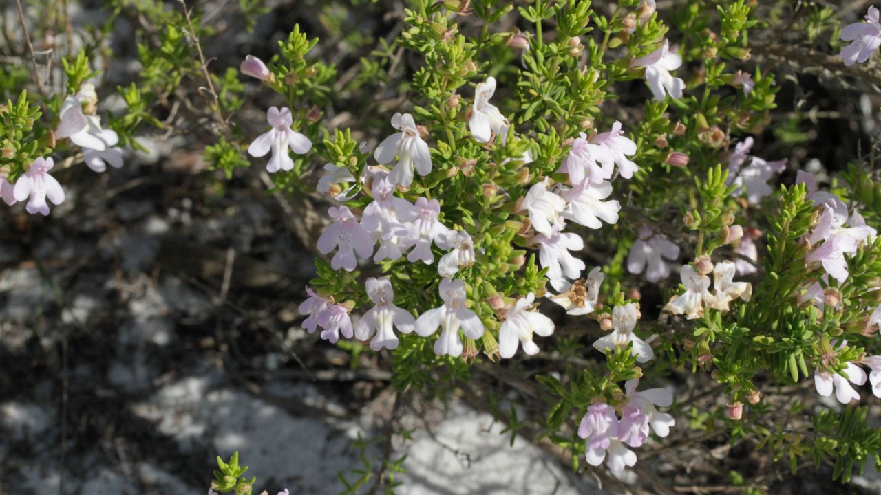 The Ashe's calamint, the blue bee's primary floral host.