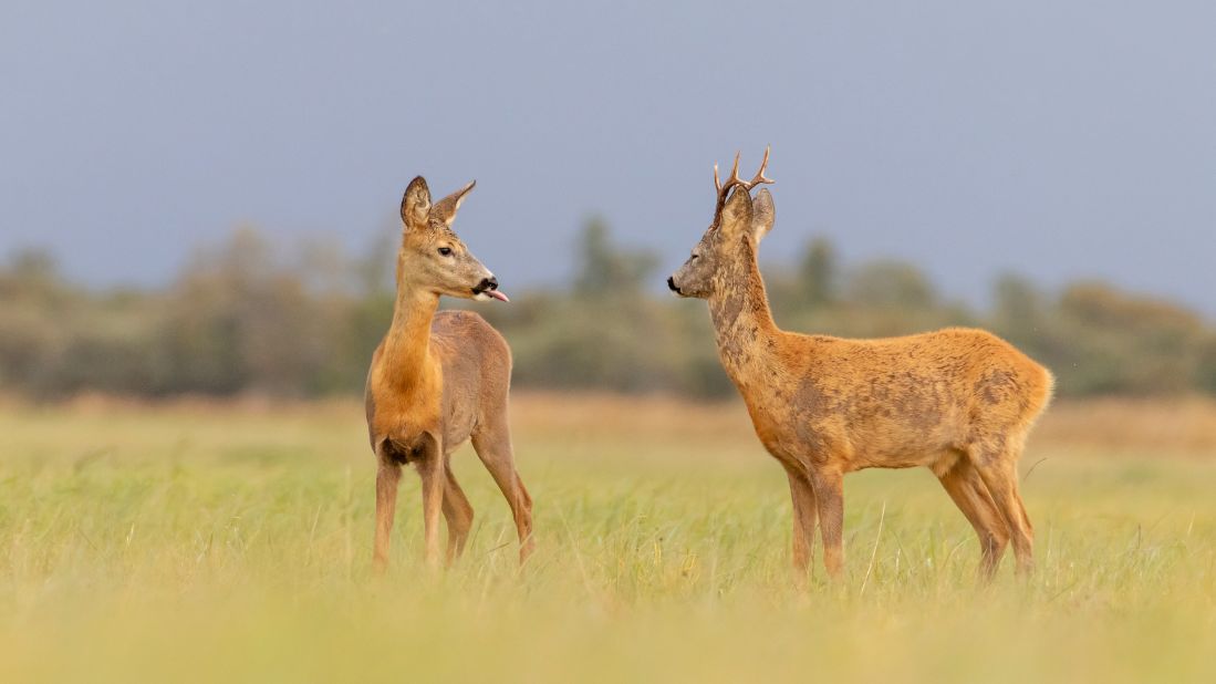A roebuck deer sticks its tongue out at the other in Estonia.