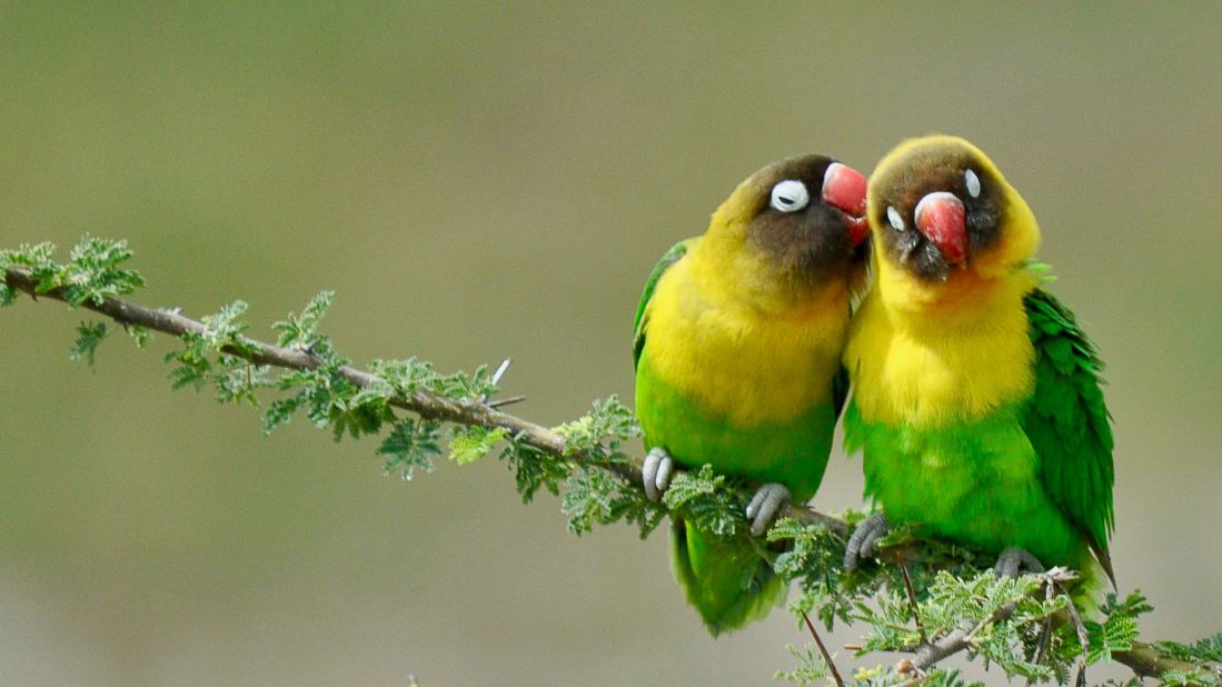 Two yellow collared lovebirds nestle together in Tarangire National Park, Tanzania. 