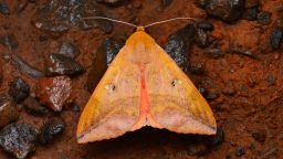 Noctuidae moth STOCK