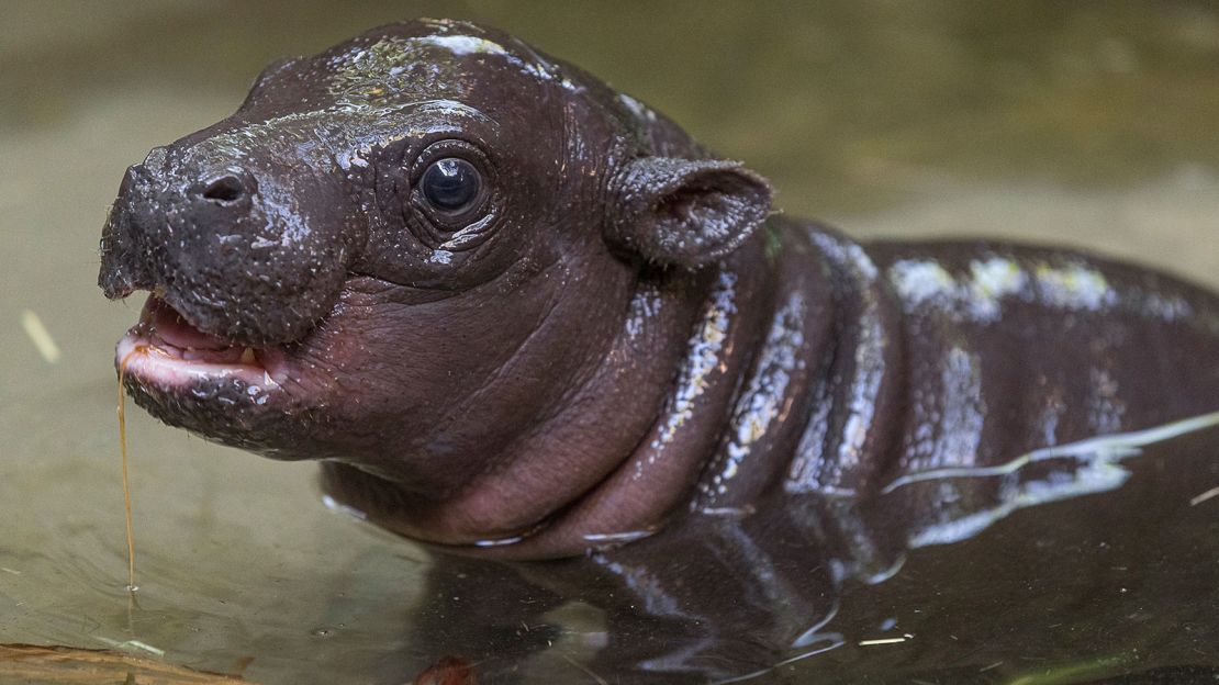 The male pygmy hippo calf was born just before 9 a.m. on April 9.