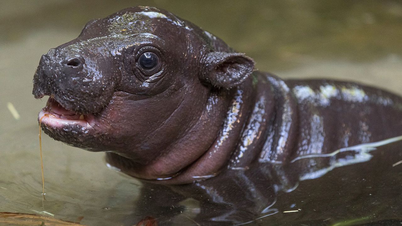 02 pygmy hippo san diego zoo trnd
