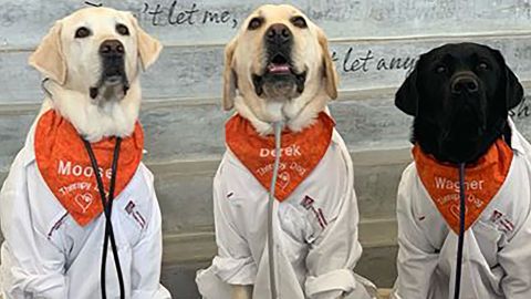 Moose and fellow Virginia Tech therapy dogs Derek and Wagner.