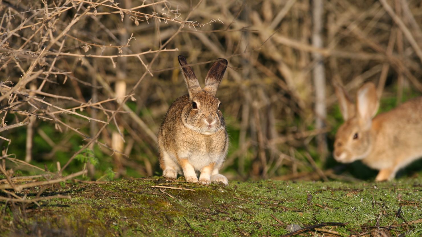 The lethal Rabbit Hemorrhagic Disease virus type 2 has worked its way through much of the western US up to California, where it threatens endangered species like these Riparian brush rabbit. 