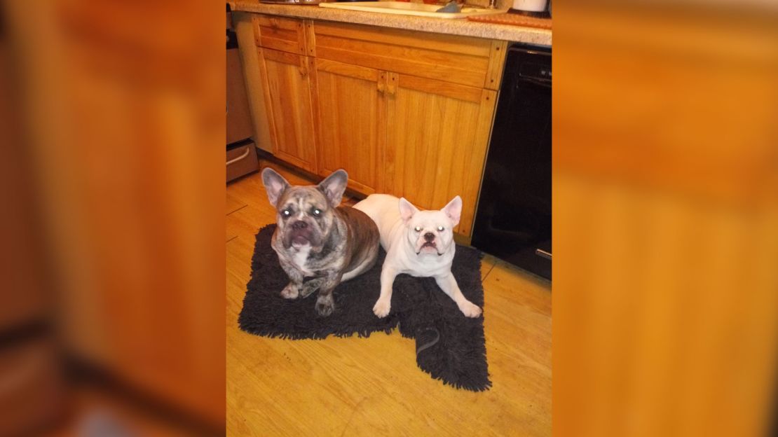 Two of Lisa Urso's dogs, Blue, left, and Rocco, are pictured. 