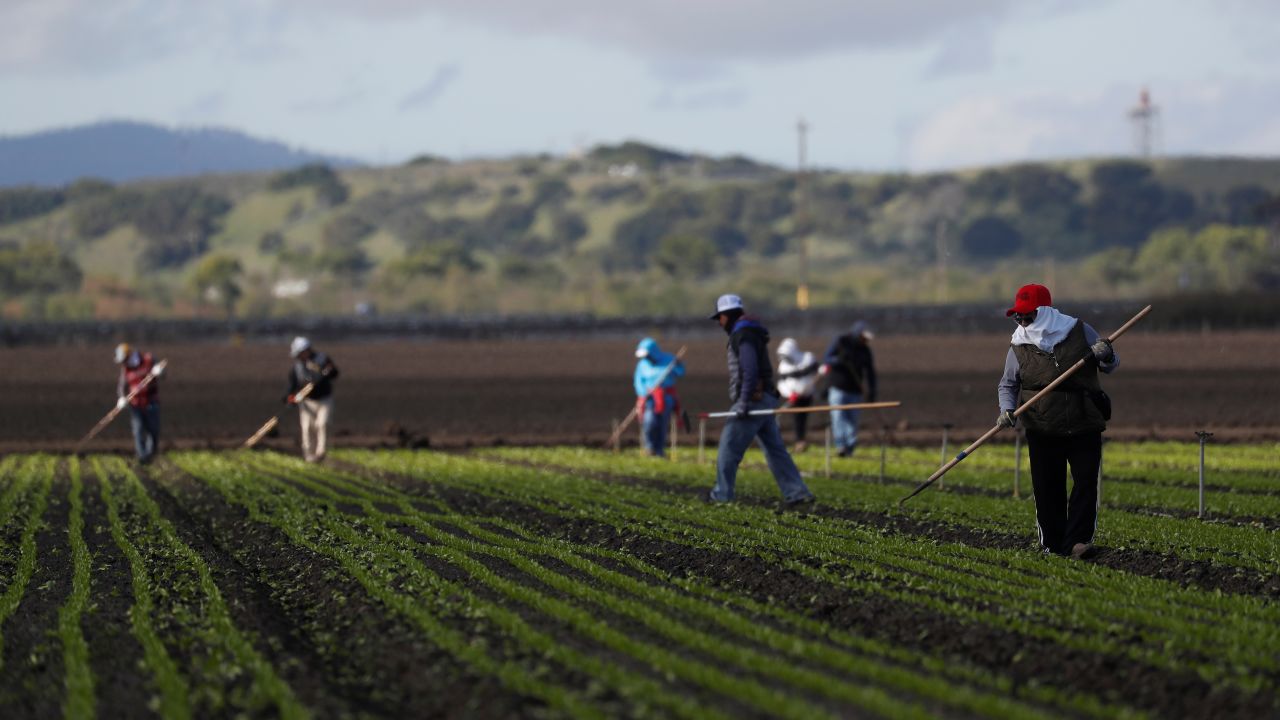 Migrant workers clean fields near Salinas, California, on March 30.