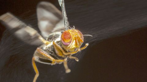 An apple fly tethered with a tiny needle as it tries to distinguish the size and distance of virtual objects.