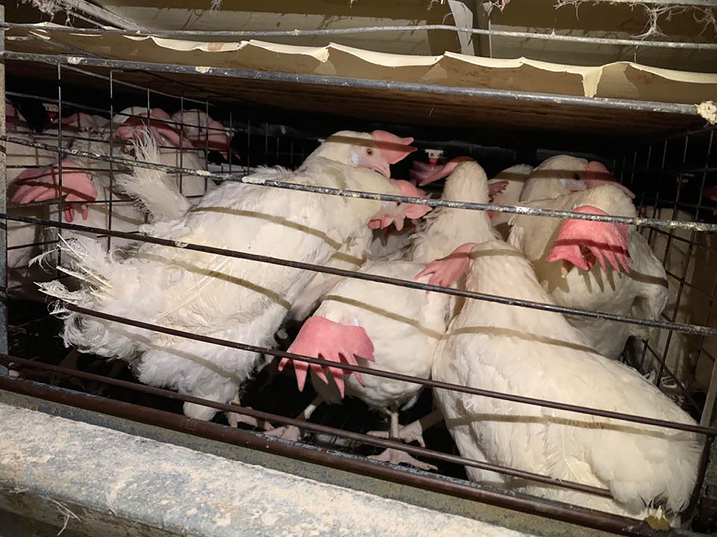 A California animal sanctuary sent two planes to Iowa to rescue 1,000  chickens that were going to be euthanized | CNN