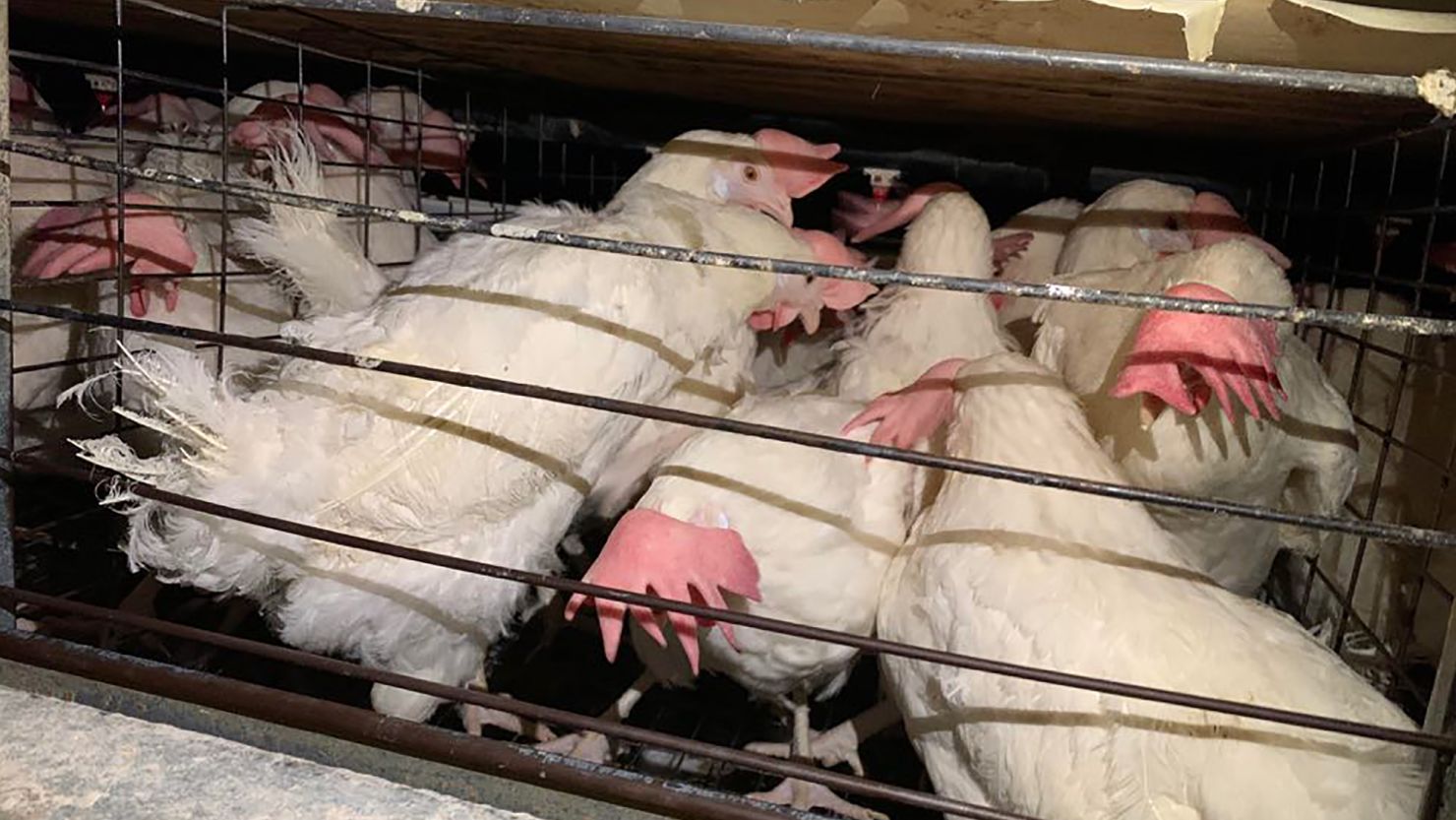 One thousand hens were rescued by an animal sanctuary from an Iowa egg farm.