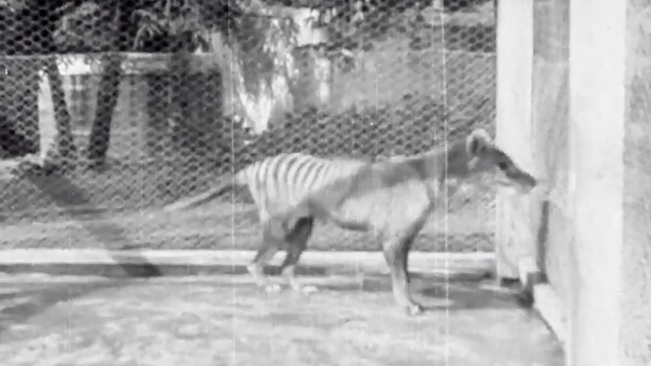 Thylacines had yellowish brown fur, powerful jaws and a pouch for its young.