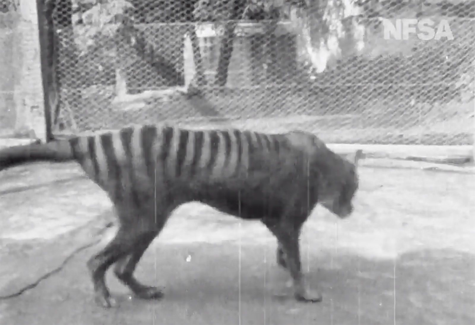 Tasmanian Tiger-like animal caught on video in Belair National