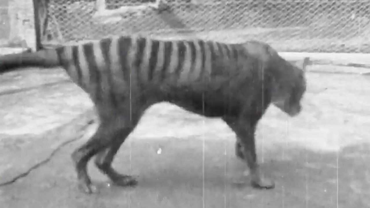 The animals looked like a cross between a wolf, a fox and a large cat.